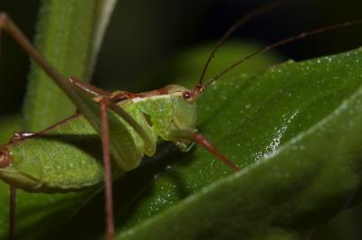<i>Leptophyes punctatissima</i>