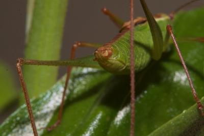 <i>Leptophyes punctatissima</i>