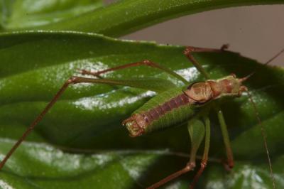 <i>Leptophyes punctatissima</i>