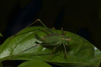 <i>Leptophyes punctatissima</i>