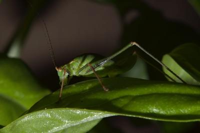 <i>Leptophyes punctatissima</i>