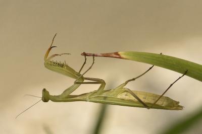 <i>Mantis religiosa</i>