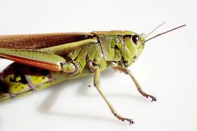 <i>Stethophyma grossum</i>