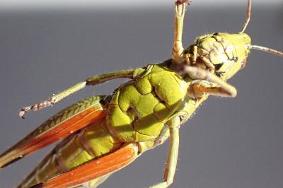 <i>Stethophyma grossum</i>