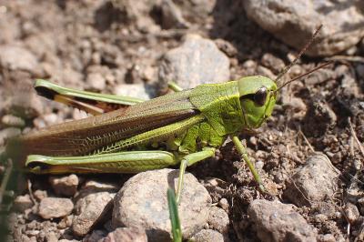<i>Stethophyma grossum</i>