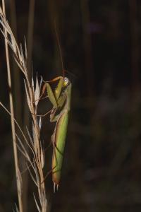 <i>Mantis religiosa</i>