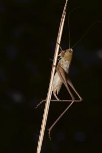 <i>Bicolorana bicolor</i>