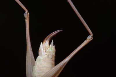 <i>Bicolorana bicolor</i>