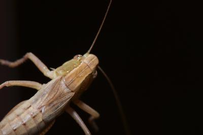 <i>Bicolorana bicolor</i>