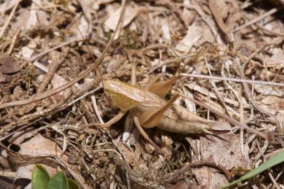 <i>Bicolorana bicolor</i>