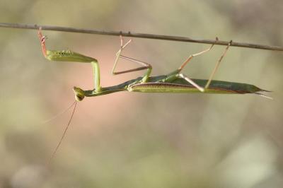 <i>Mantis religiosa</i>