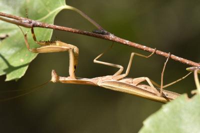<i>Mantis religiosa</i>