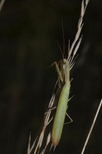 <i>Mantis religiosa</i>