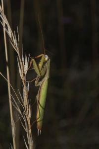<i>Mantis religiosa</i>