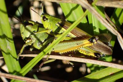 <i>Stethophyma grossum</i>