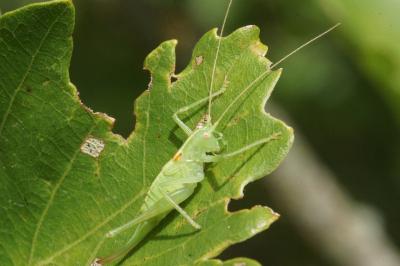 <i>Meconema meridionale</i>