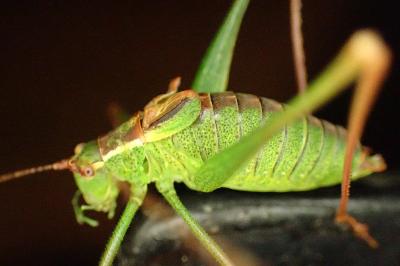 <i>Leptophyes punctatissima</i>
