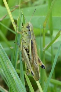 <i>Stethophyma grossum</i>
