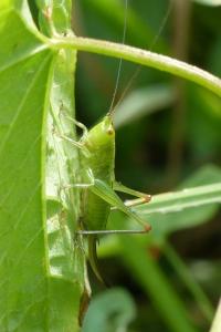 <i>Conocephalus dorsalis</i>