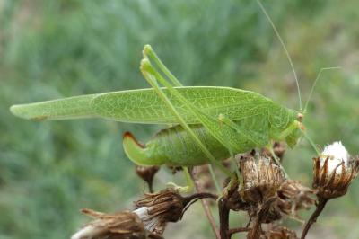 <i>Phaneroptera nana</i>