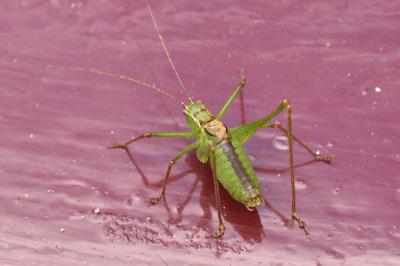 <i>Leptophyes punctatissima</i>