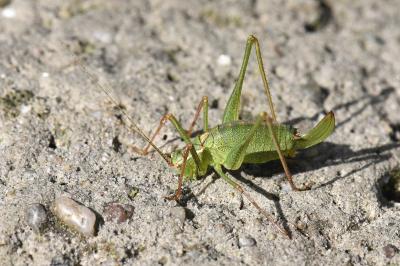 <i>Leptophyes punctatissima</i>