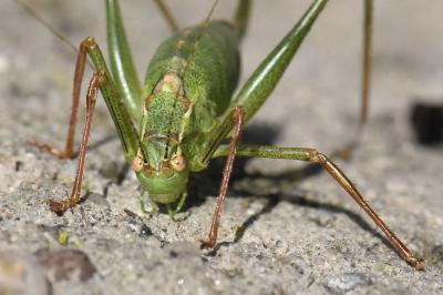 <i>Leptophyes punctatissima</i>