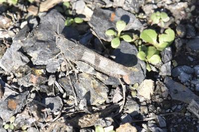 <i>Oedipoda caerulescens caerulescens</i>
