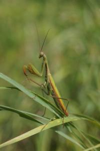 <i>Mantis religiosa</i>