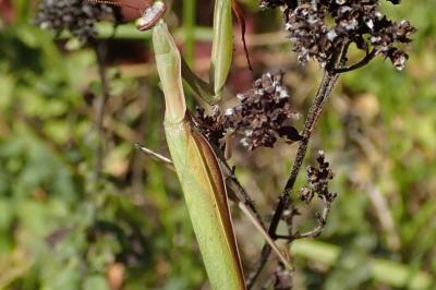 <i>Mantis religiosa</i>