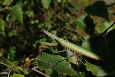 <i>Mantis religiosa</i>