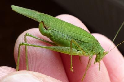 <i>Phaneroptera nana</i>