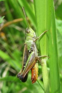 <i>Stenobothrus lineatus lineatus</i>