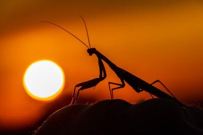 <i>Mantis religiosa</i>