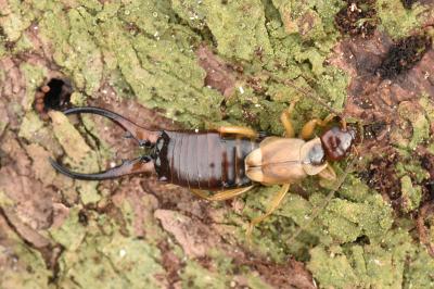 <i>Forficula auricularia</i>