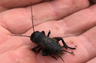 <i>Gryllus campestris</i>