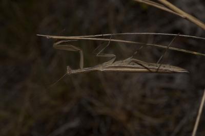 Mantis religiosa