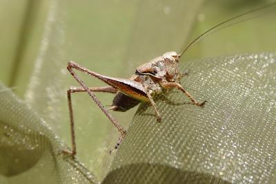 Pholidoptera griseoaptera