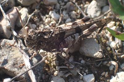 Oedipoda caerulescens caerulescens