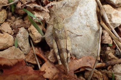 Oedipoda caerulescens caerulescens
