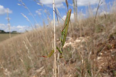 Mantis religiosa