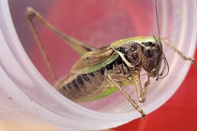 Metrioptera brachyptera