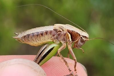 Metrioptera brachyptera