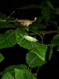 <i>Meconema thalassinum</i>
