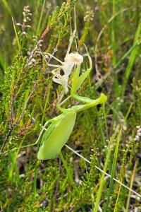 <i>Mantis religiosa</i>