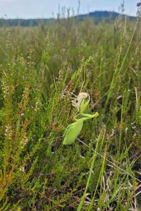 <i>Mantis religiosa</i>