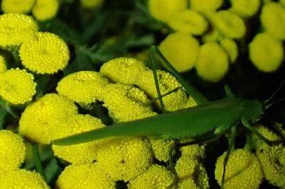 <i>Phaneroptera nana</i>