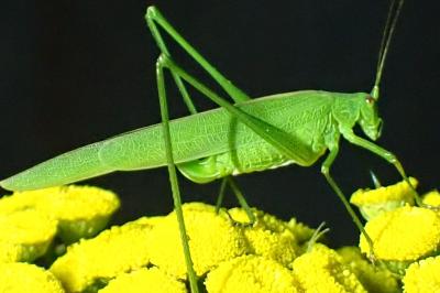 <i>Phaneroptera nana</i>