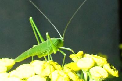 <i>Phaneroptera nana</i>