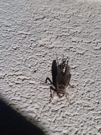 <i>Acheta domesticus</i>